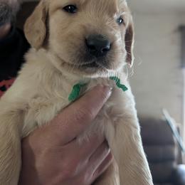 Mr. Green - Golden male Golden Retriever puppy in Yucaipa, California from Golden Kennel Breeders