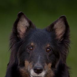 Shetland Sheepdogs from CUWIN Shelties