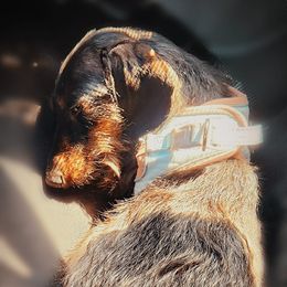 Dachshunds from Polaris Pups