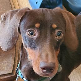 Radar - Dachshund