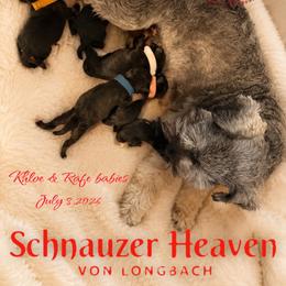 Girl 3 - female Miniature Schnauzer puppy in Pelzer, South Carolina from Schnauzer Heaven Von Longbach