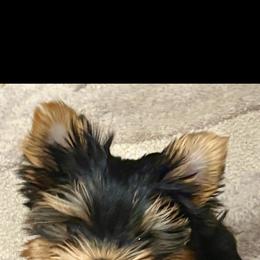 Jasper - Black and gold male Yorkshire Terrier puppy in Seattle, Washington from 🎀 Yorkies Boutique Babydolls 🎀