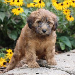 Pearl - Wheaten female Whoodle puppy in West Bend, Iowa from Blue Skies Terriers