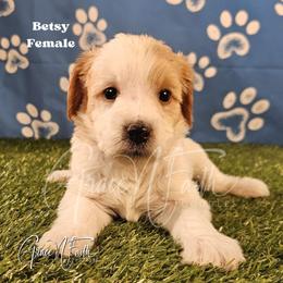 Betsy - Parti female Goldendoodle puppy in Peyton, Colorado from Grace N Faith Doodles