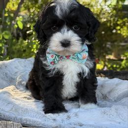 Pink - Black and chalk female Australian Labradoodle puppy in Anderson, California from Shaggy Doodles