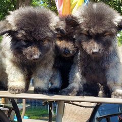 Keeshonden and Pembroke Welsh Corgis from Rosebud Kennels