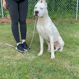 Dogo Argentino puppies from Dogos Casa Monarca