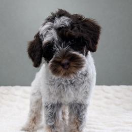 Australian Labradoodle, Cavapoo, Goldendoodle, Golden Mountain Doodle, and Poodle Puppies from Dawson's Royal Companions