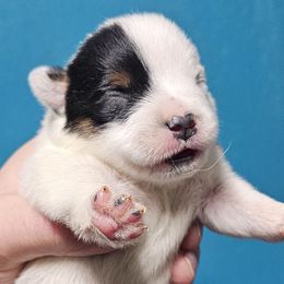 Pansy - Blue mottled female Australian Cattle Dog puppy in China Grove, North Carolina from Indigojos Australian Cattle Dogs