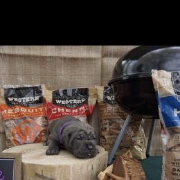 Cane Corso Puppies from Smokehouse Cane Corso