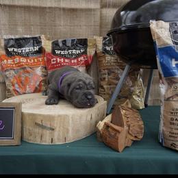 Cane Corso Puppies from Smokehouse Cane Corso