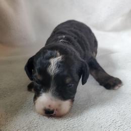 Goldie - Black female Sheepadoodle puppy in Bellevue, Iowa from Fluffy Wonders Poms and Doodles