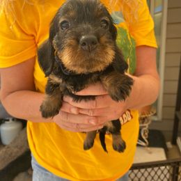 Blue girl - Dachshund puppy from Dawn's Dachshunds