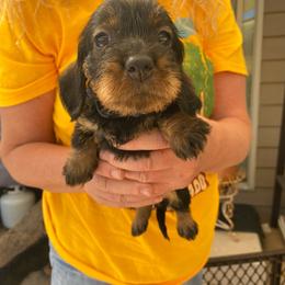 Blue girl - Dachshund puppy from Dawn's Dachshunds