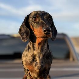Dachshunds and Pomeranians from Purebred Pawprints