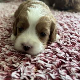 Anita - Red female Cavapoo puppy in Osseo, Michigan from Smiths Fluffy butts