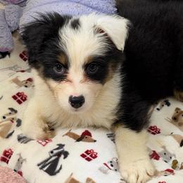 Chimichanga - Black tri-color female Australian Shepherd puppy in Anniston, Alabama from All Hale Aussies