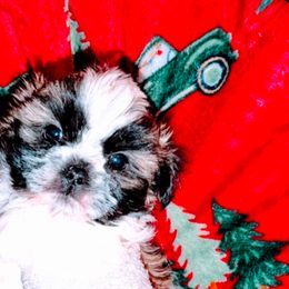 Cash - Brown and white male Shichon puppy in Brainerd, Minnesota from Angie’s Teddy Bear Puppies Minnesota