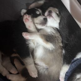 Pomsky Puppies from Sun-Kissed Mountain Homestead