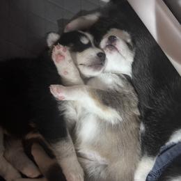 Pomsky Puppies from Sun-Kissed Mountain Homestead