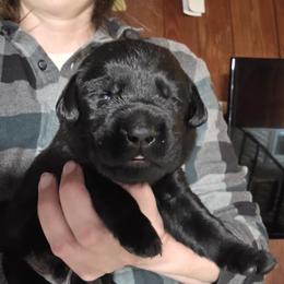 Male 3 - Yellow male Labrador Retriever puppy in Andrews, South Carolina from Leyland Cypress Retrievers