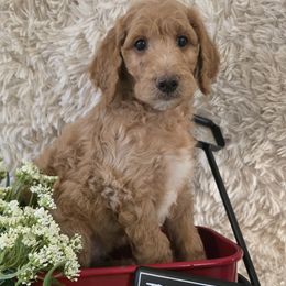 Cyprus - Apricot male Goldendoodle puppy in Jourdanton, Texas from More Doodles to Love (Formerly Bridges to Love)