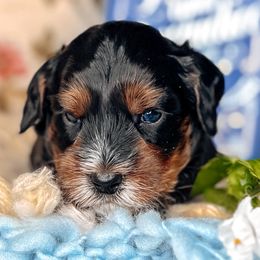 Mr. Bingley - Black male Australian Labradoodle puppy in Decatur, Alabama from Southern Meadows Doodles