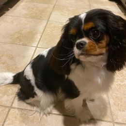 Tipsy - Cavalier King Charles Spaniel