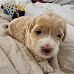 Peter Pan - Cream male Goldendoodle puppy in Bountiful, Utah from PJs Puppy Love