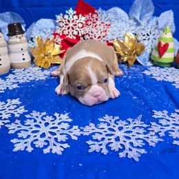 Lilac Boy Small Blaze - Lilac male Boston Terrier puppy in Corsicana, Texas from JT Bostons