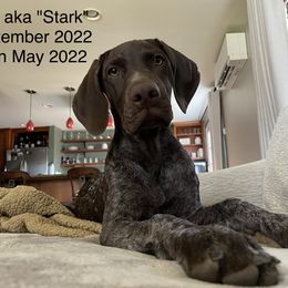 German Shorthaired Pointer All Grown Up from Tricia's GSPs