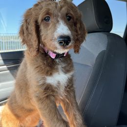 Goldendoodle Puppies from AZ Ohana Doodles