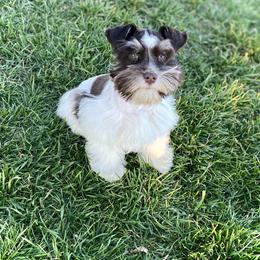 Miniature Schnauzer Puppies from Silver Sage Schnauzers