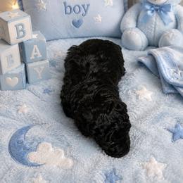 MP Toy Blue - Sable male Poodle puppy in Benson, North Carolina from A Bundle of Love