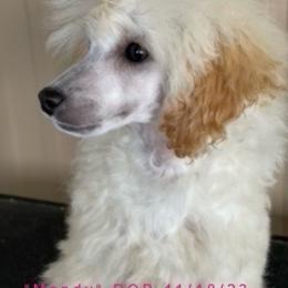 Mona - Poodle