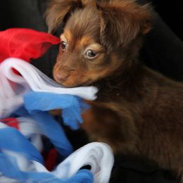 Mars - Red and brown male Russian Toy puppy in Horseshoe Bend, Idaho from Nesting Dolls