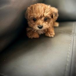 Boy 2 - Red male Yorkipoo puppy in Ocala, Florida from Top Notch Pupz