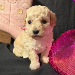 Lovey - Apricot female Maltipoo puppy in Sahuarita, Arizona from Cowgirl's Legacy Maltipoos