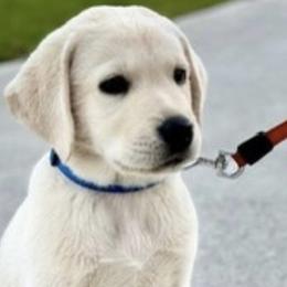 Labrador Retrievers from Trust in the Lord Labradors