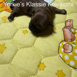 Esme - Gold female Yorkshire Terrier puppy in Dierks, Arkansas from Yorkie’s Klassie Kreations