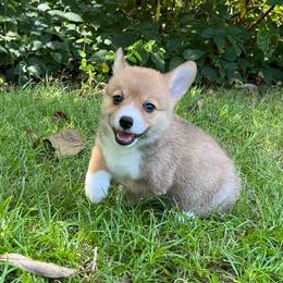 Leah - Red female Pembroke Welsh Corgi puppy in Hope, Arkansas from Foxy Knoll Farm