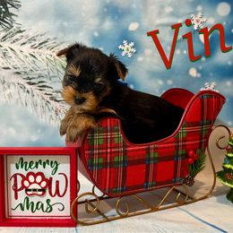 (Vin) The Danish word for Wine - Parti male Yorkshire Terrier puppy in Pleasant View, Tennessee from Vino’s Pawfect Yorkies