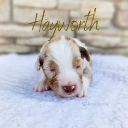 Hayworth - The Showstopper - Red merle female Australian Shepherd puppy in Pittsville, Wisconsin from Match Dot Pup