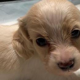 Dachshund Puppies from Dollhouse Miniature Dachshunds