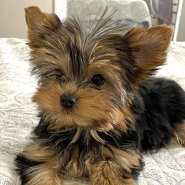 Maddie - Yorkshire Terrier
