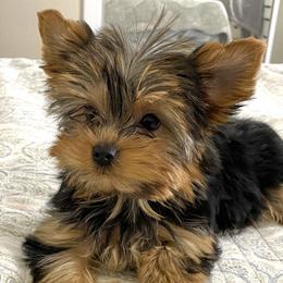 Maddie - Yorkshire Terrier