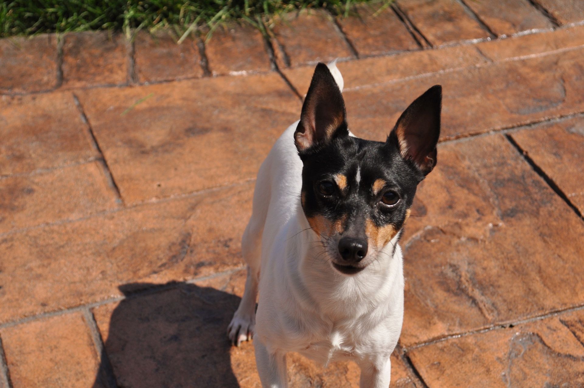 Dynasty Toy Fox Terriers In Ohio