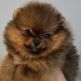 Pomeranian Puppies from Legenz Pomeranians