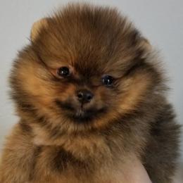 Pomeranian Puppies from Legenz Pomeranians