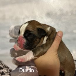 Boxer Puppies from Von Royal Dell’Infinite